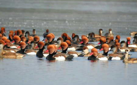 कोपरा जलाशय में मछली मारने पर लगा प्रतिबंध