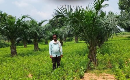 ऑयल पाम खेती से कोरबा के किसानों की बढ़ी आय, अब अनुदान के साथ टॉप-अप सहायता से होगा दोगुना लाभ