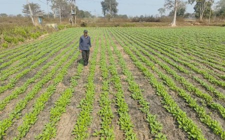 ग्राम जगन्नाथपुर में ग्रीष्मकालीन धान का रकबा घटाकर किसानों ने अपनाई दलहन एवं तिलहन की खेती