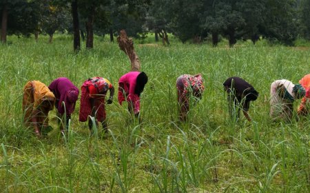 रायपुर : लेमनग्रास की खेती से बदल रही छोटे किसानों की किस्मत लेमनग्रास की खेती से बदल रही छोटे किसानों की किस्मत