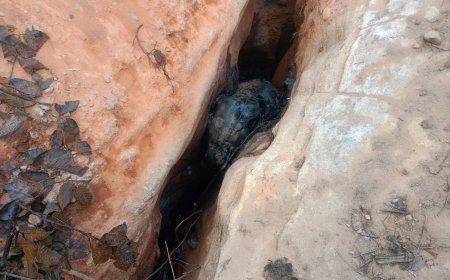 जंगल क्षेत्र में हाथी के बच्चे की हुई मौत...पोस्टमार्टम के बाद होगी मृत्यु कारणों की पुष्टि