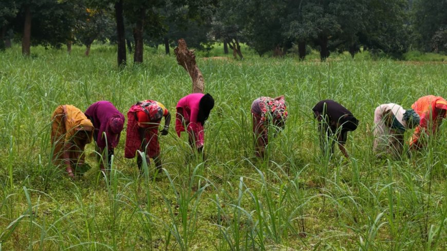 रायपुर : लेमनग्रास की खेती से बदल रही छोटे किसानों की किस्मत लेमनग्रास की खेती से बदल रही छोटे किसानों की किस्मत
