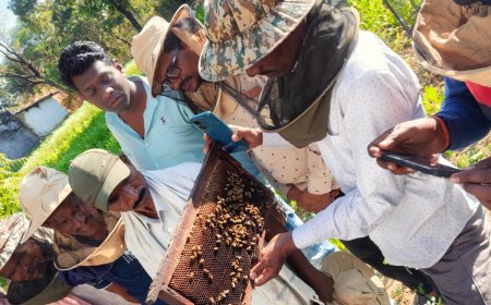 मधुमक्खी पालन से खुला किसानों के आर्थिक समृद्धि का द्वार