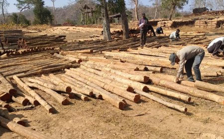 वन विकास निगम में ‘डिजिटल क्रांति‘ और ‘रोजगार संगम‘ का सफल मॉडल