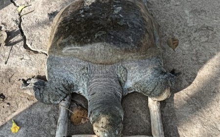 100 किलो के विशालकाय कछुए की मौत से गांव में शोक, वर्षों से आस्था का केंद्र था सागर तालाब का निवासी