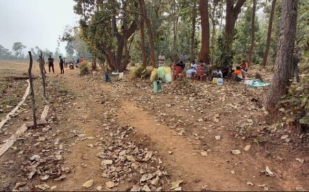 5–6 एकड़ में लहलहा रही थी अफीम की फसल, कुसमी पुलिस कार्रवाई से मचा हड़कम