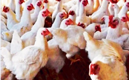 बिलासपुर में बर्ड फ्लू अलर्ट: कई वार्डों को इन्फेक्टेड व सर्विलांस जोन घोषित* उत्पादों जैसे मुर्गी, अंडे आदि की बिक्री, परिवहन और भंडारण पूर्णतः प्रतिबंधित ,,उल्लंघन पर होगी कार्रवाई