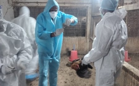 बर्ड फ्लू पर प्रशासन सख्त: 22 हजार से ज्यादा पक्षियों का नष्टीकरण