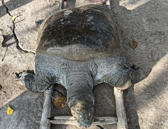 100 किलो के विशालकाय कछुए की मौत से गांव में शोक, वर्षों से आस्था का केंद्र था सागर तालाब का निवासी