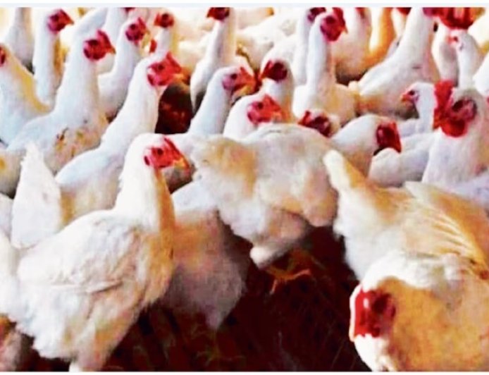 बिलासपुर में बर्ड फ्लू अलर्ट: कई वार्डों को इन्फेक्टेड व सर्विलांस जोन घोषित* उत्पादों जैसे मुर्गी, अंडे आदि की बिक्री, परिवहन और भंडारण पूर्णतः प्रतिबंधित ,,उल्लंघन पर होगी कार्रवाई