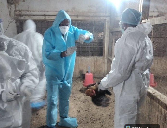 बर्ड फ्लू पर प्रशासन सख्त: 22 हजार से ज्यादा पक्षियों का नष्टीकरण