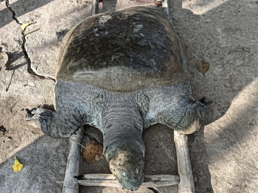 100 किलो के विशालकाय कछुए की मौत से गांव में शोक, वर्षों से आस्था का केंद्र था सागर तालाब का निवासी