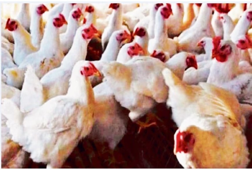 बिलासपुर में बर्ड फ्लू अलर्ट: कई वार्डों को इन्फेक्टेड व सर्विलांस जोन घोषित* उत्पादों जैसे मुर्गी, अंडे आदि की बिक्री, परिवहन और भंडारण पूर्णतः प्रतिबंधित ,,उल्लंघन पर होगी कार्रवाई