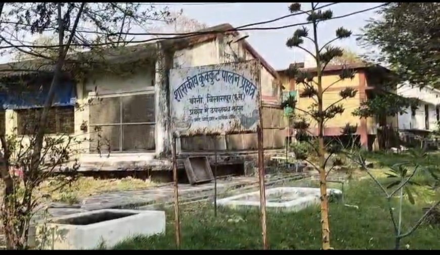 बिलासपुर में बर्ड फ्लू अलर्ट: कई वार्डों को इन्फेक्टेड व सर्विलांस जोन घोषित...बर्ड फ्लू की पुष्टि के बाद प्रशासन सतर्क, 10 किमी क्षेत्र में निगरानी बढ़ी...इन्फेक्टेड जोन में पोल्ट्री गतिविधियों पर पूर्ण प्रतिबंध, उल्लंघन पर होगी कार्रवाई...बिलासपुर में H5N1 की दस्तक: सुरक्षा के लिए कड़े कदम लागू