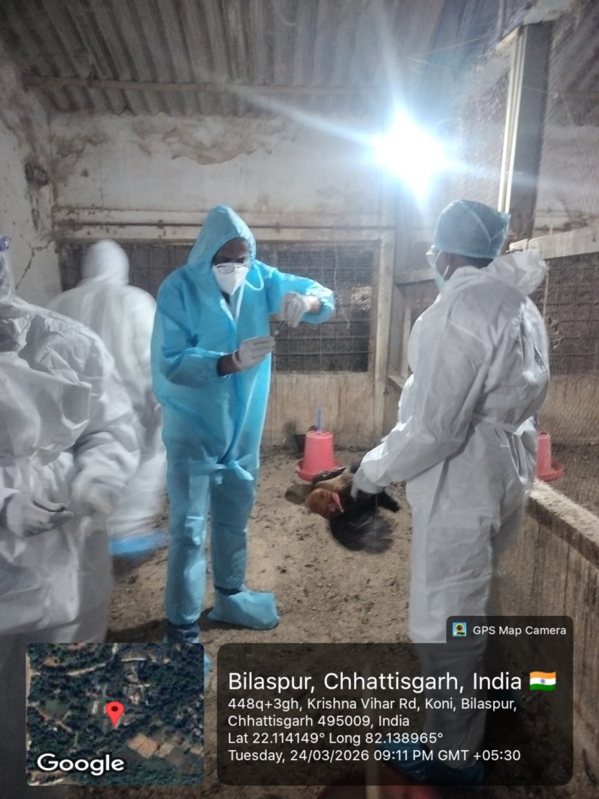 बर्ड फ्लू पर प्रशासन सख्त: 22 हजार से ज्यादा पक्षियों का नष्टीकरण