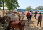सुरभि गोधाम लाखासार में पशुओं के संरक्षण एवं प्रबंधन की बेहतर व्यवस्था