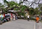 पोस्ट ऑफिस में लगा पेड़ अचानक गिरने से मचा हड़कंप, पेड़ के चपेट में आई कार के उड़े परखच्चे