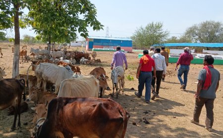 सुरभि गोधाम लाखासार में पशुओं के संरक्षण एवं प्रबंधन की बेहतर व्यवस्था