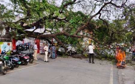 पोस्ट ऑफिस में लगा पेड़ अचानक गिरने से मचा हड़कंप, लोगो में दहशत का माहौल,पेड़ के चपेट में आई कार के उड़े परखच्चे............?