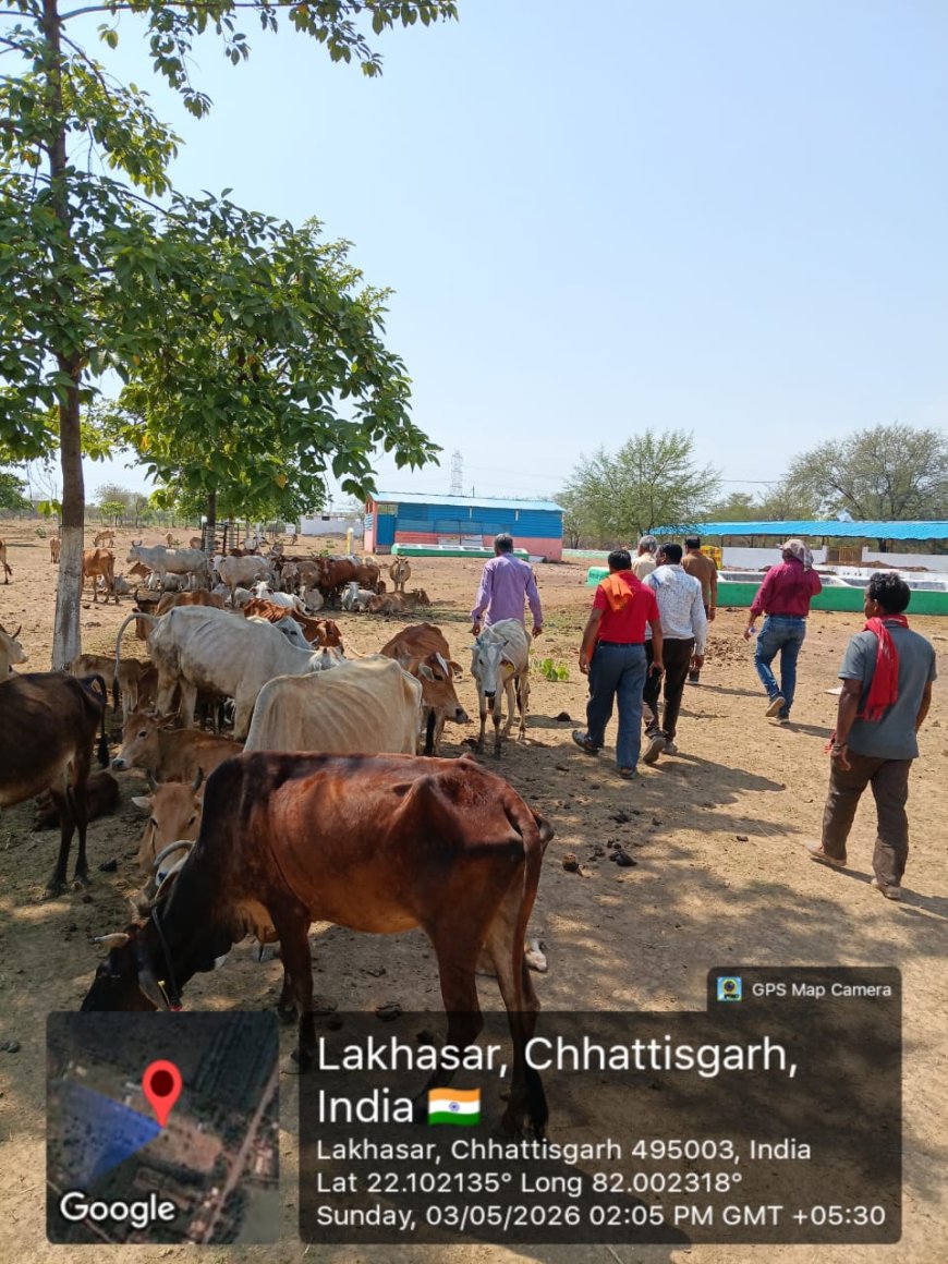 सुरभि गोधाम लाखासार में पशुओं के संरक्षण एवं प्रबंधन की बेहतर व्यवस्था