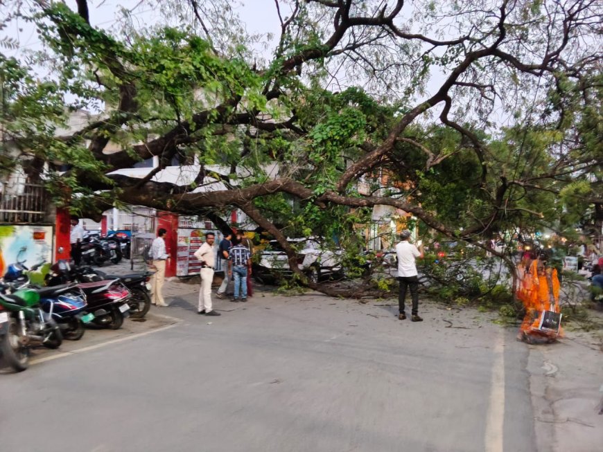पोस्ट ऑफिस में लगा पेड़ अचानक गिरने से मचा हड़कंप, पेड़ के चपेट में आई कार के उड़े परखच्चे