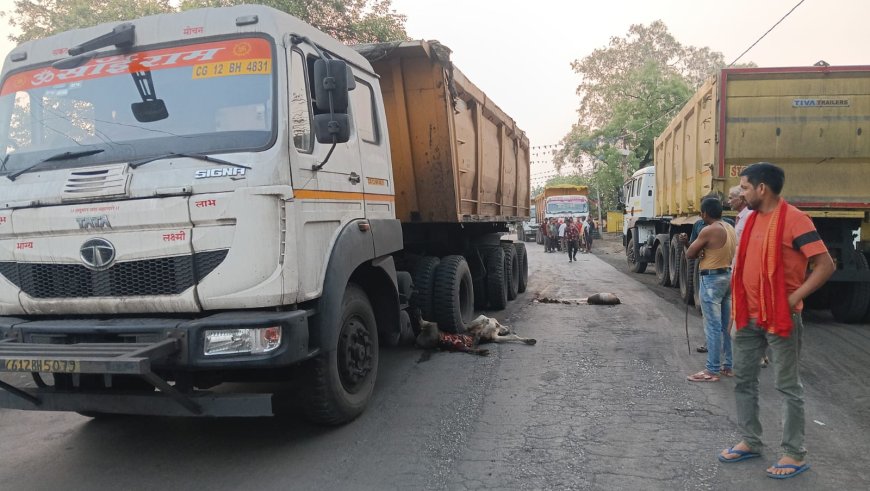 तेज रफ्तार ट्रेलर की चपेट में आने से गाय की मौत, चालक वाहन छोड़कर फरार