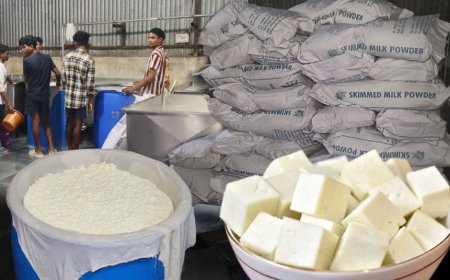 महासमुंद: मुरैना के कारीगर बना रहे थे नकली पनीर, लैब रिपोर्ट में खुलासा होते ही प्रशासन ने गड्ढा खोदकर नष्ट कराई पूरी खेप