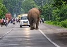 हाईवे पर हाई-वोल्टेज ड्रामा: सेल्फी के चक्कर में हाथी ने दौड़ाया, बाल-बाल बची जान
