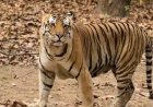 बिलासपुर: दवनपुर में किसान पर हमले के 7 दिन बाद ट्रैप कैमरे में कैद हुई बाघिन और शावक, वन विभाग अलर्ट