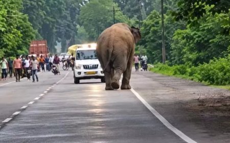 हाईवे पर हाई-वोल्टेज ड्रामा: सेल्फी के चक्कर में हाथी ने दौड़ाया, बाल-बाल बची जान