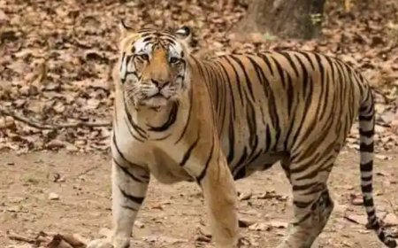 बिलासपुर: दवनपुर में किसान पर हमले के 7 दिन बाद ट्रैप कैमरे में कैद हुई बाघिन और शावक, वन विभाग अलर्ट