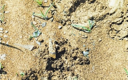 लोरमी: जंगलों में हिंसक जानवर का वीडियो वायरल