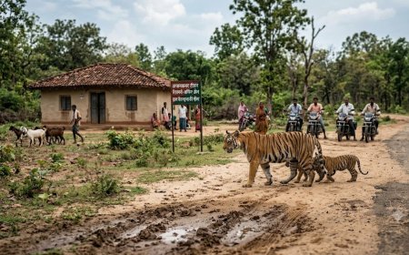 बेलगहना और कोटा क्षेत्र में बाघ की दस्तक: मवेशी का शिकार,