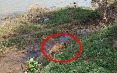 गरियाबंद: राजिम में पैरी नदी से 2 अज्ञात शव मिलने से सनसनी, एनीकेट में फंसे मिले शव;