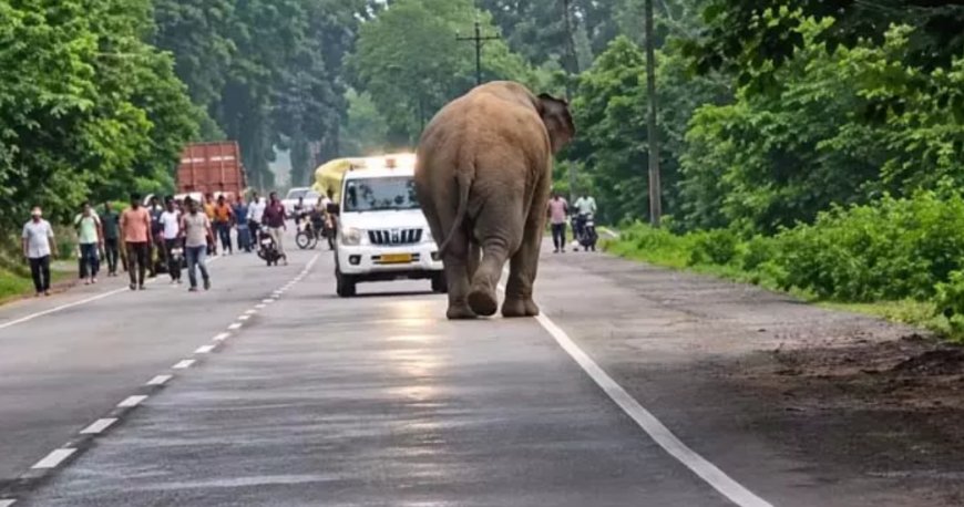 हाईवे पर हाई-वोल्टेज ड्रामा: सेल्फी के चक्कर में हाथी ने दौड़ाया, बाल-बाल बची जान