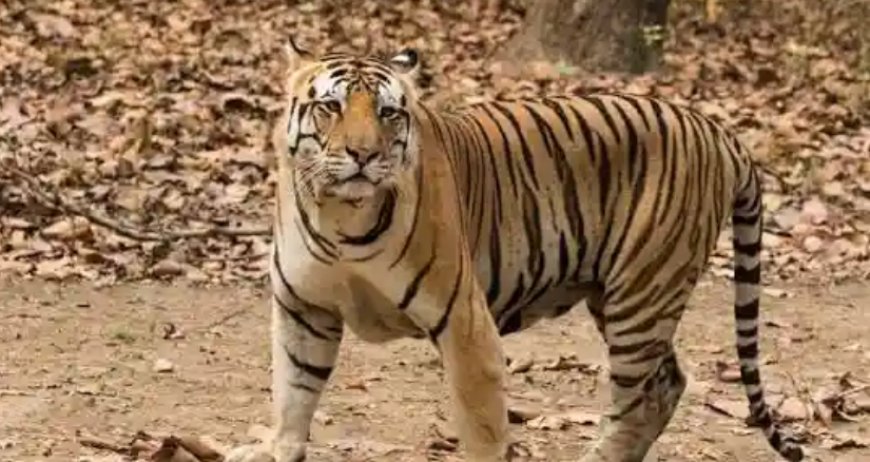 बिलासपुर: दवनपुर में किसान पर हमले के 7 दिन बाद ट्रैप कैमरे में कैद हुई बाघिन और शावक, वन विभाग अलर्ट
