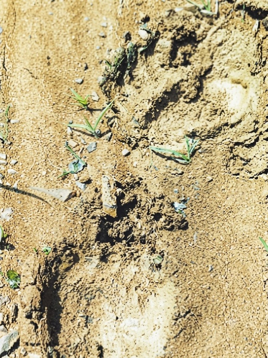 लोरमी: जंगलों में हिंसक जानवर का वीडियो वायरल
