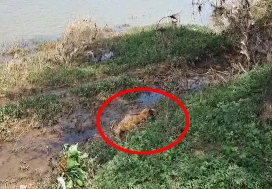 गरियाबंद: राजिम में पैरी नदी से 2 अज्ञात शव मिलने से सनसनी, एनीकेट में फंसे मिले शव;