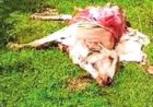 बेलगहना में टाइगर का आतंक: 3 मवेशियों का शिकार, गांव में दहशत;
