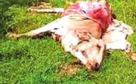 बेलगहना में टाइगर का आतंक: 3 मवेशियों का शिकार, गांव में दहशत;