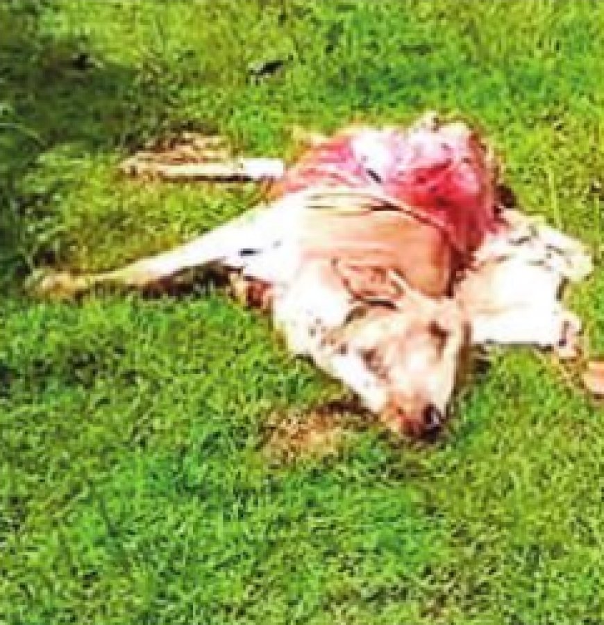 बेलगहना में टाइगर का आतंक: 3 मवेशियों का शिकार, गांव में दहशत;